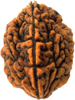 NAISHA Himalayan 2 Mukhi Rudraksha Bead, 100% Certified & Original Two Faced Rudraksha Seed Necklace, Rudraksha Bead Pooja/Prayer/Meditation